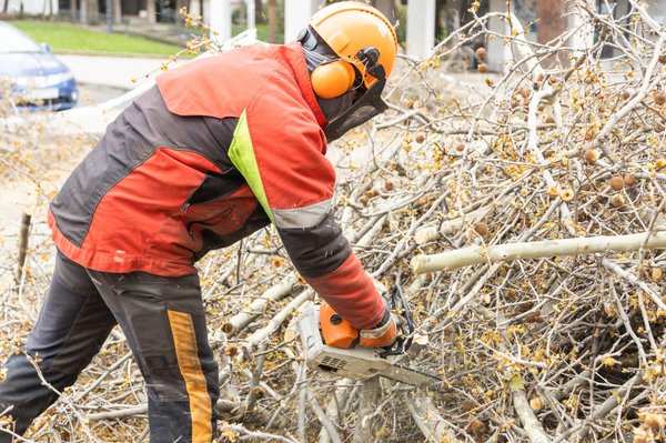 Elagage Montpellier : comment choisir son entreprise d'enlèvement d'arbres ?