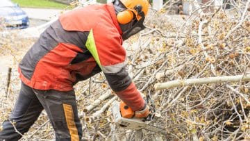 Pourquoi contacter un élagueur professionnel à Mérignac ?